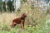 SETTER IRLANDAIS 087